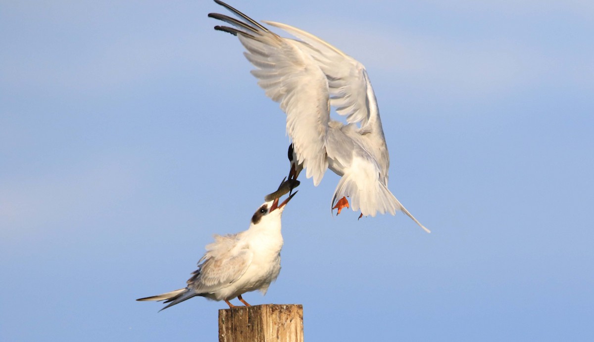 Forster's Tern - Jeff Holmes