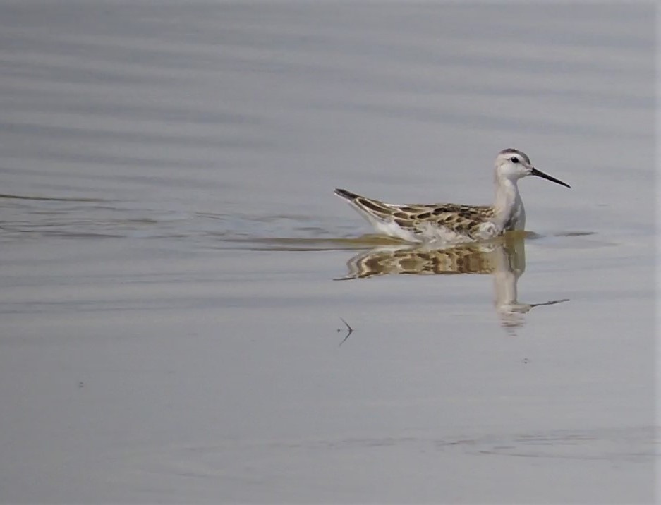 Wilson's Phalarope - ML174019201