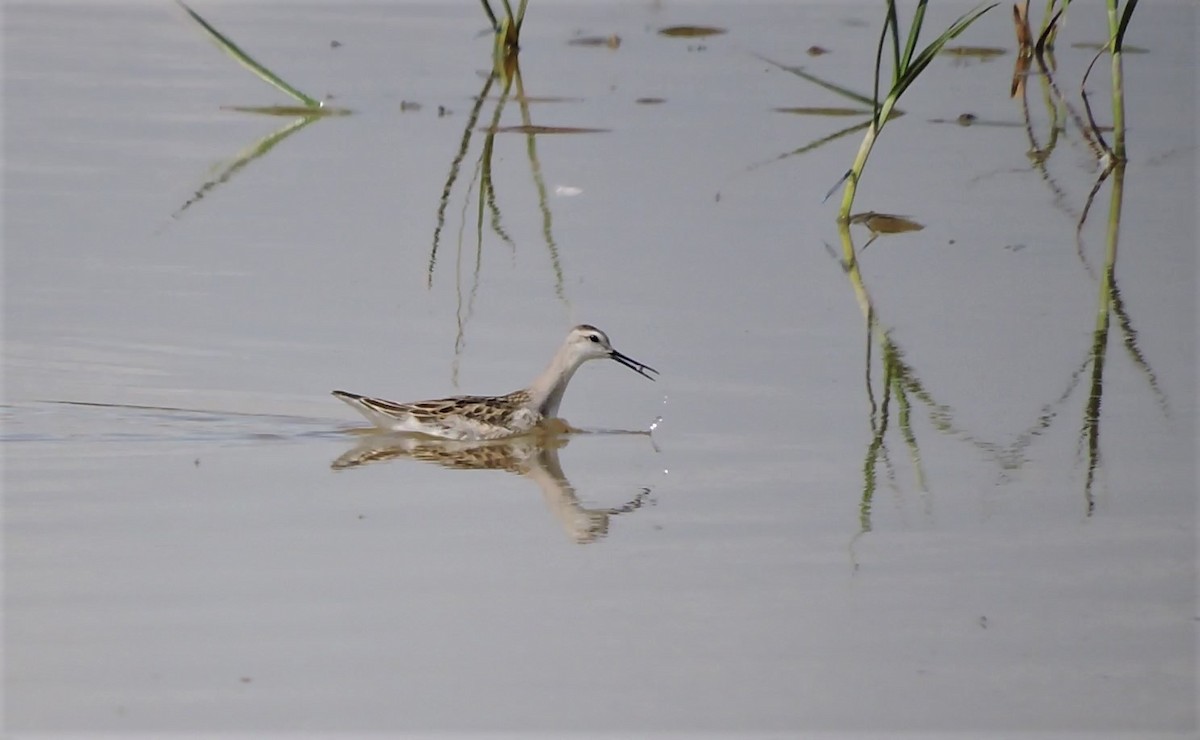 Wilson's Phalarope - ML174019251