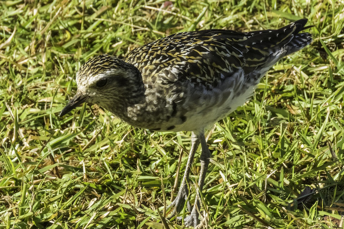 Pacific Golden-Plover - ML174019261