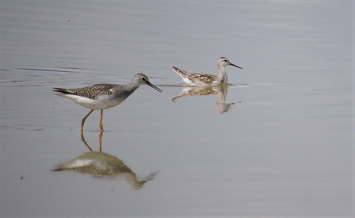 Lesser Yellowlegs - ML174019321