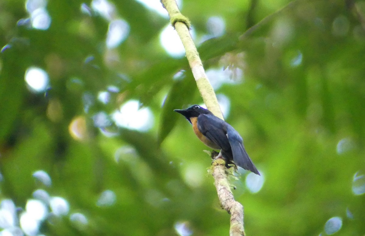 Sunda Blue Flycatcher - ML174019431