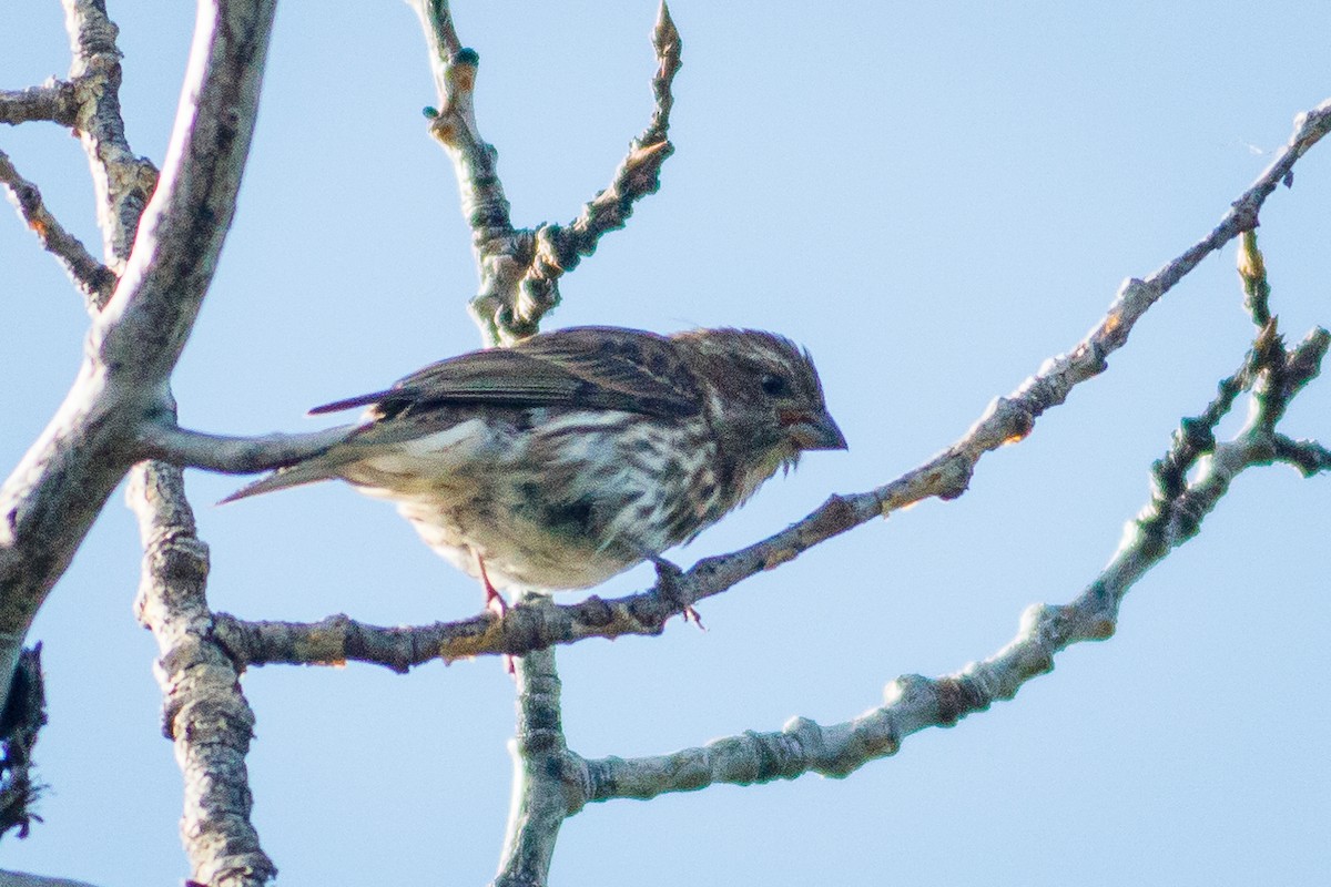 Purple Finch - ML174019641