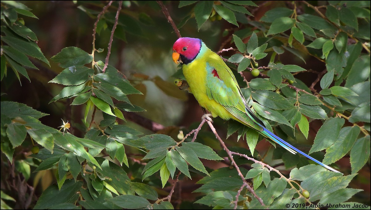 Plum-headed Parakeet - ML174020341