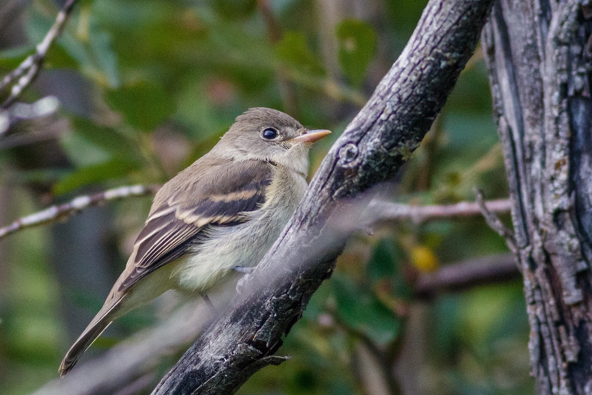 Willow Flycatcher - ML174021241