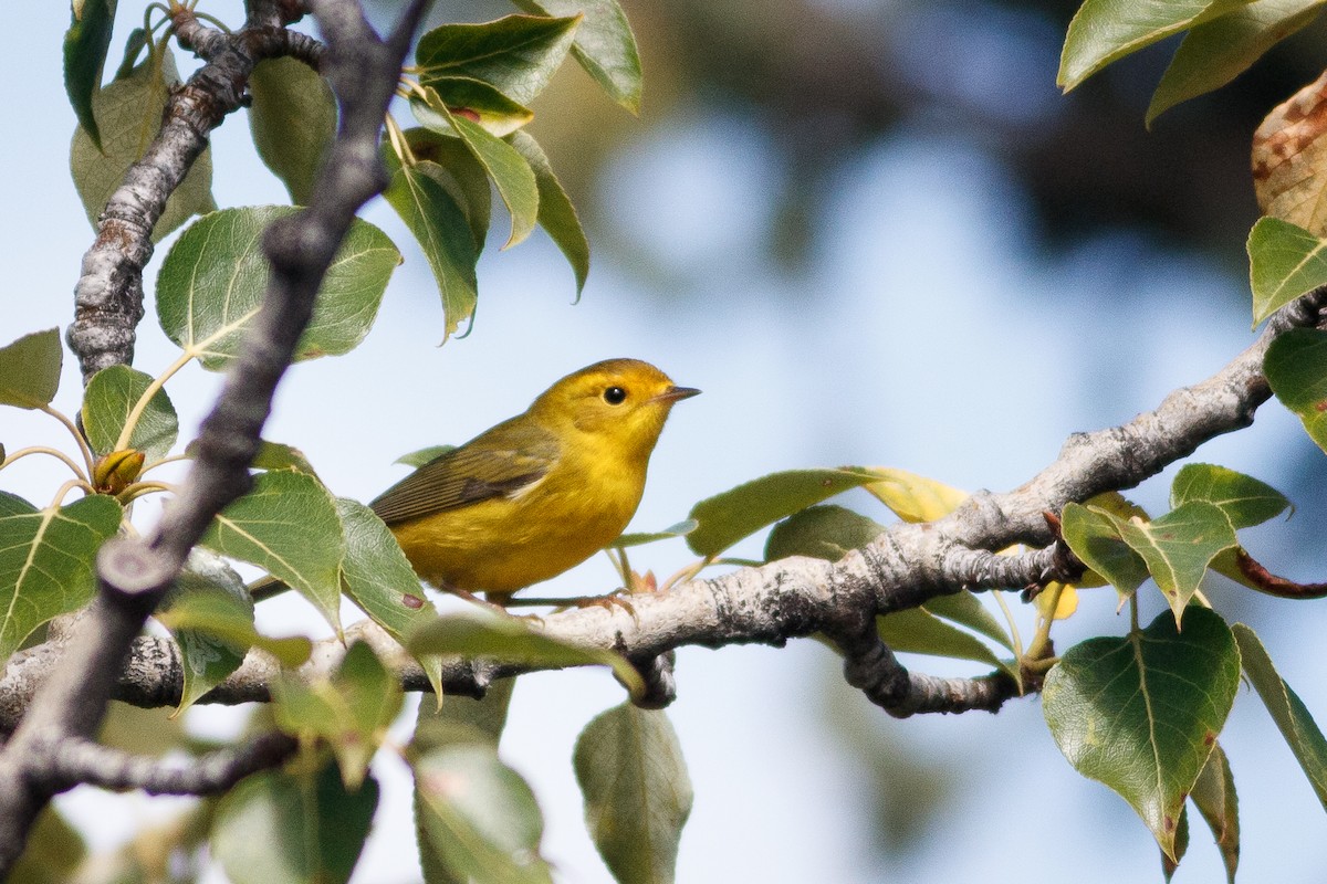 Wilson's Warbler - ML174021641