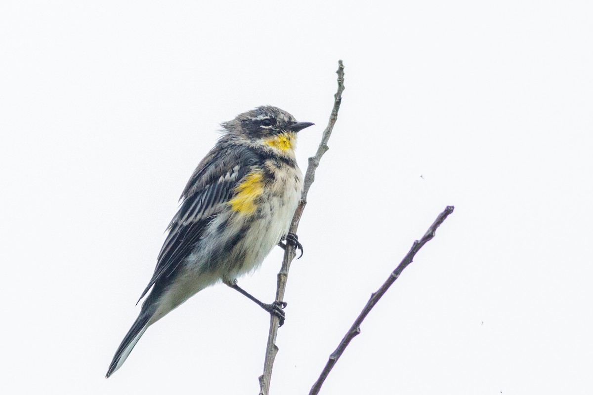 Yellow-rumped Warbler - Ethan Denton