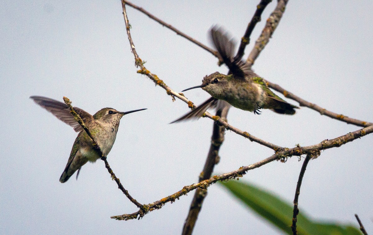 Anna's Hummingbird - ML174022101