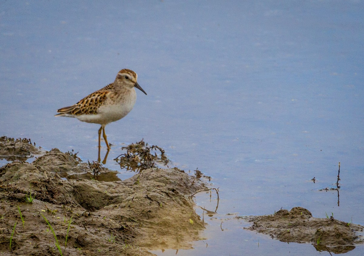 Least Sandpiper - Pat Snyder