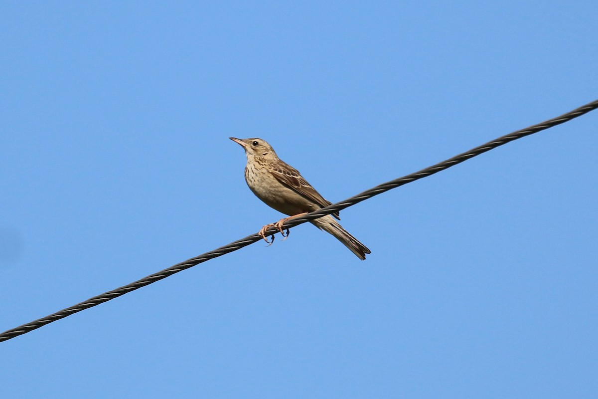 Pipit de Godlewski - ML174025671