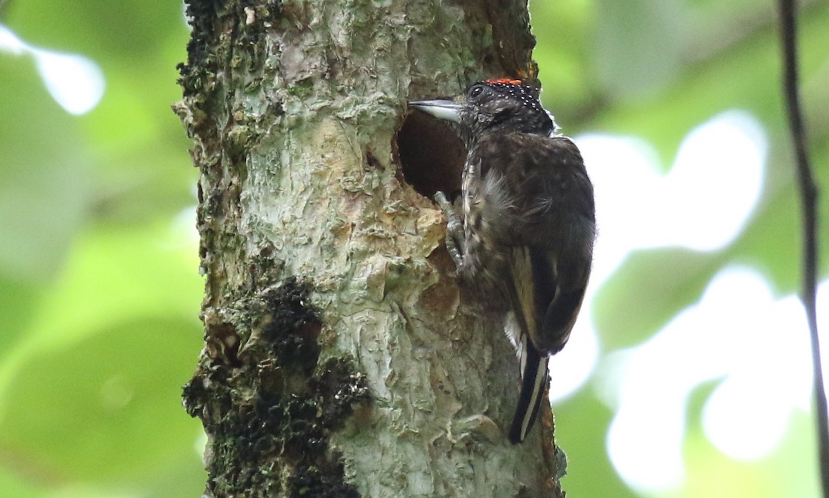 Arrowhead Piculet - ML174031131