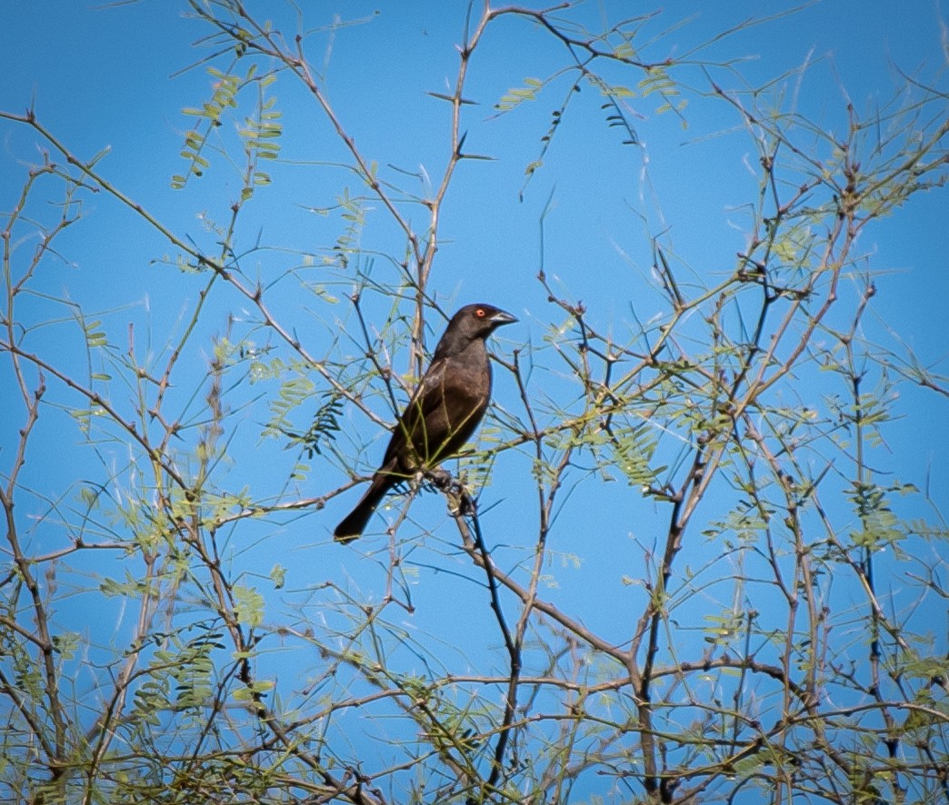 Bronzed Cowbird - ML174031491