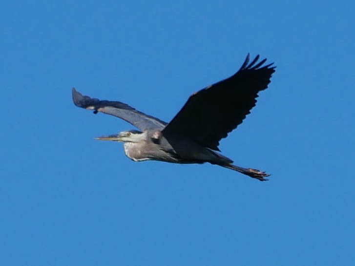 Great Blue Heron - ML174033051