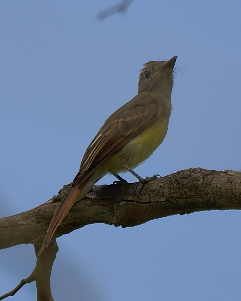 Great Crested Flycatcher - Howard Haysom