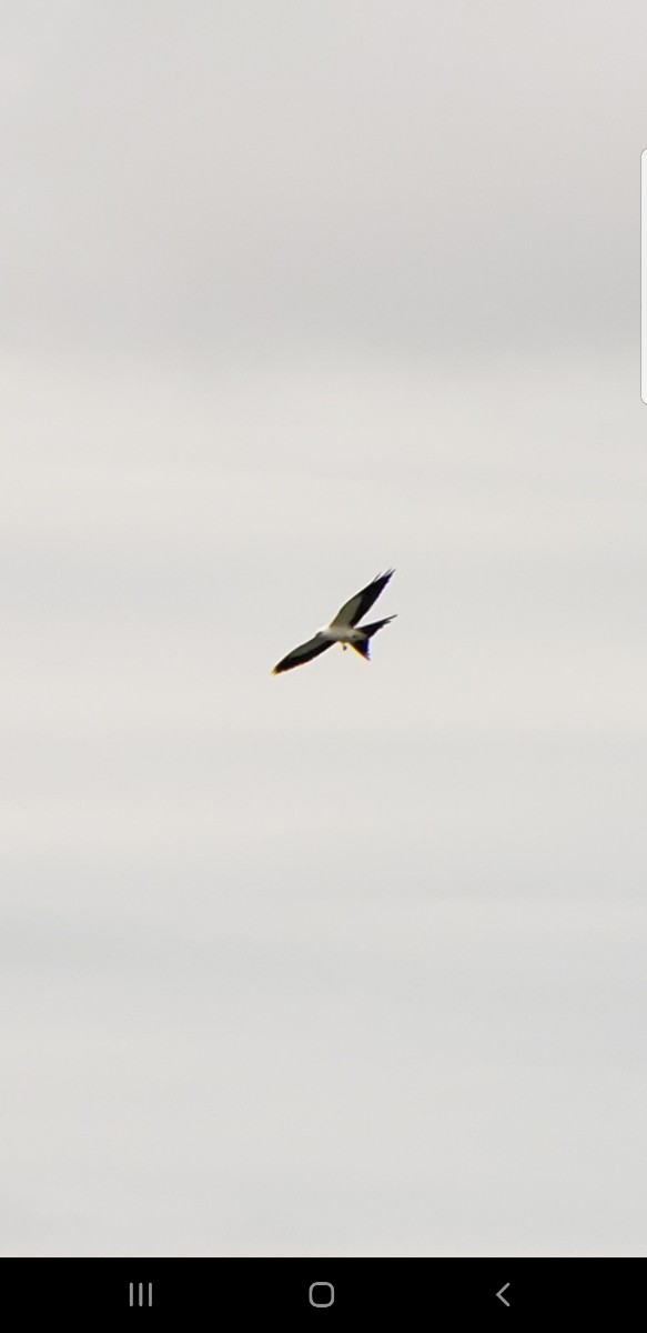 Swallow-tailed Kite - ML174039631