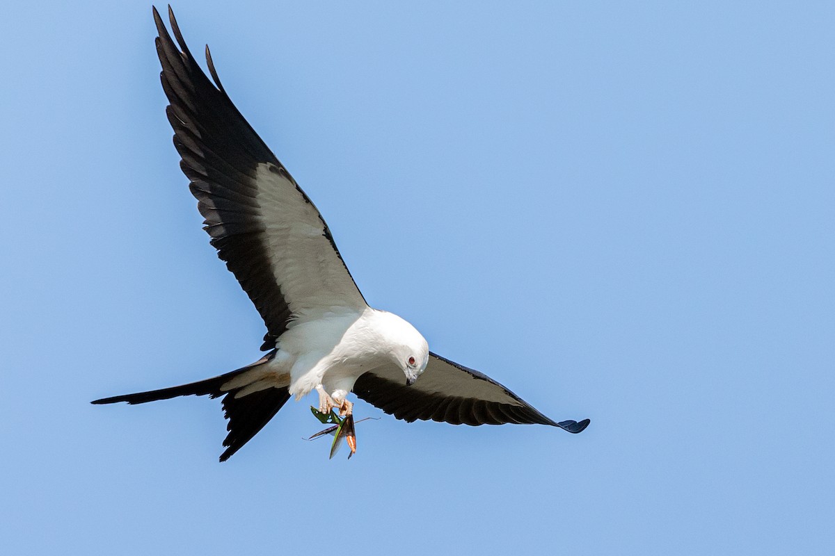 Swallow-tailed Kite - ML174040541