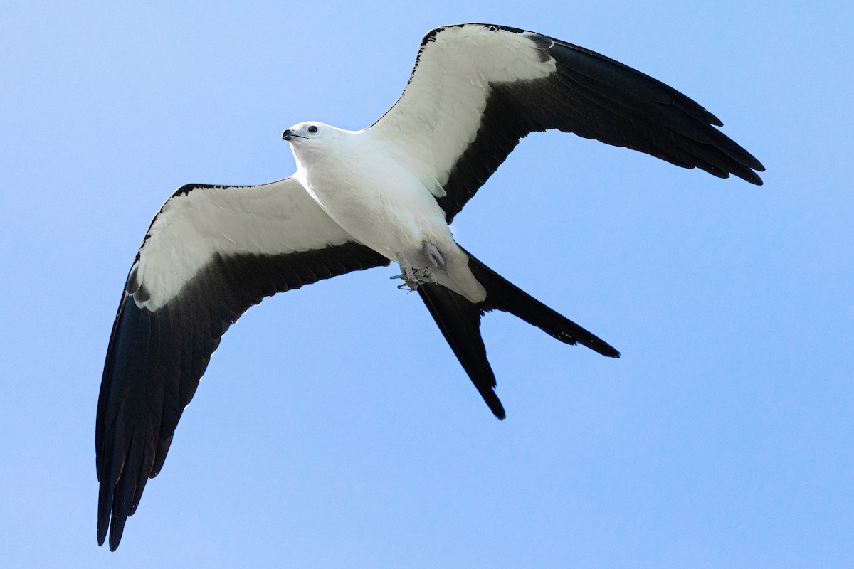 Swallow-tailed Kite - ML174040851