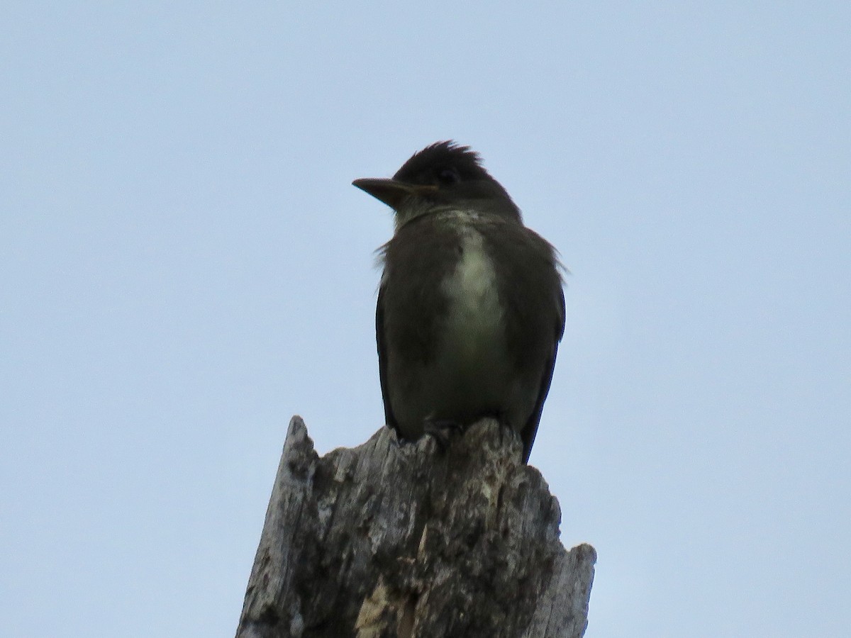 Olive-sided Flycatcher - RB Birder