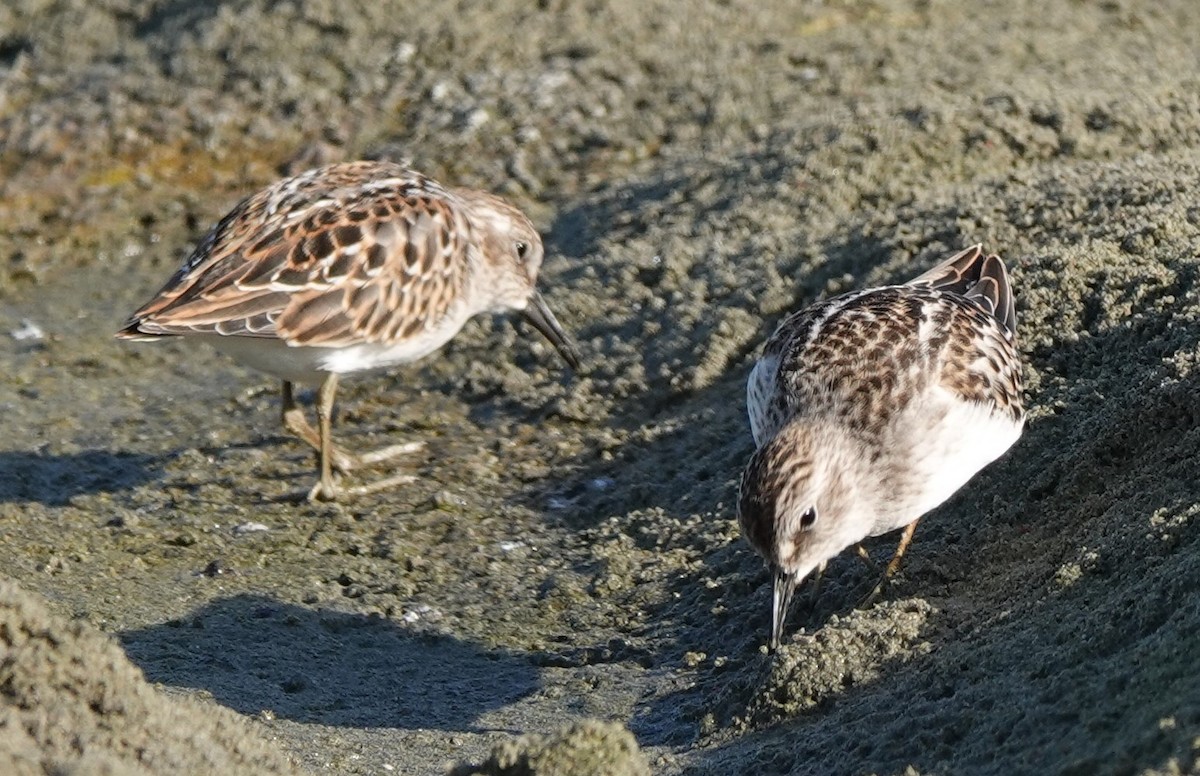 Least Sandpiper - ML174041771