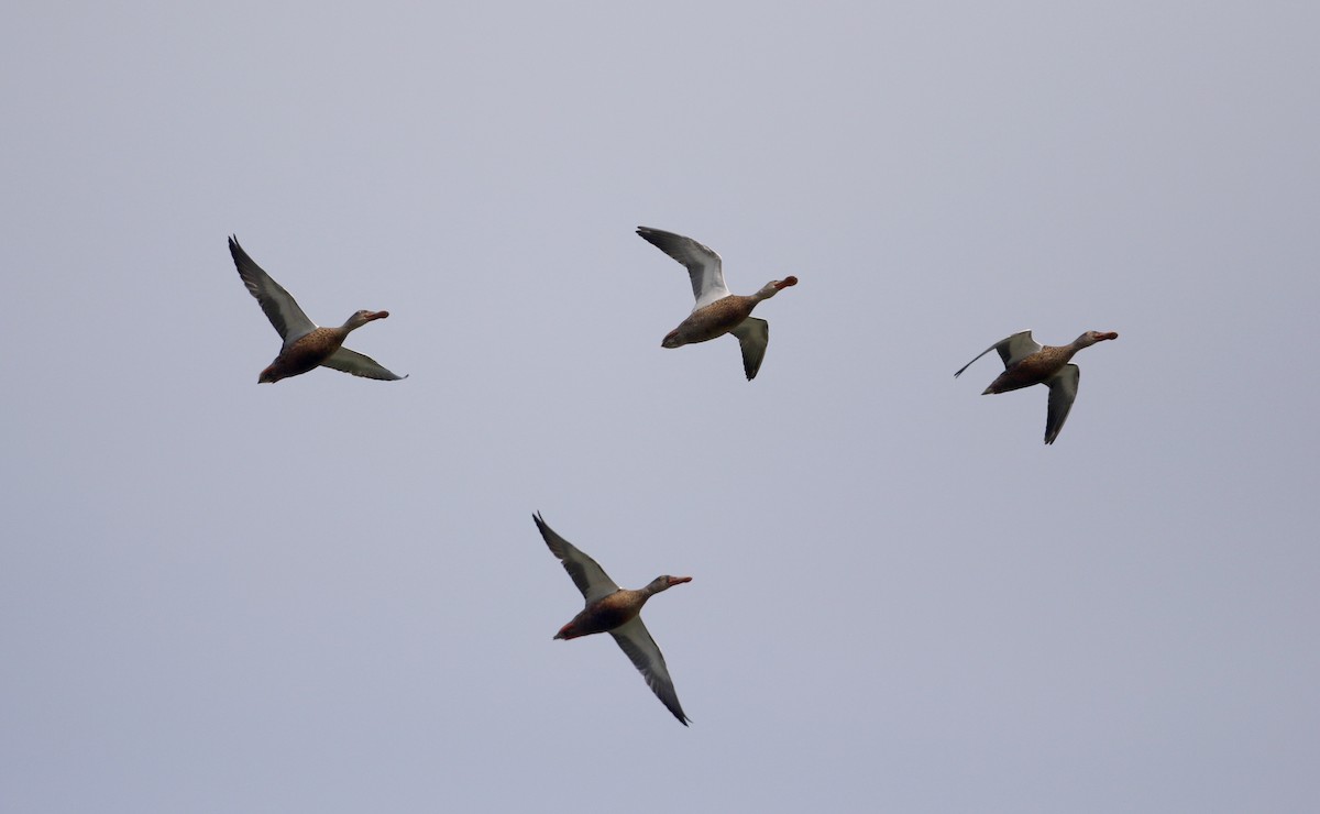 Northern Shoveler - Jay McGowan