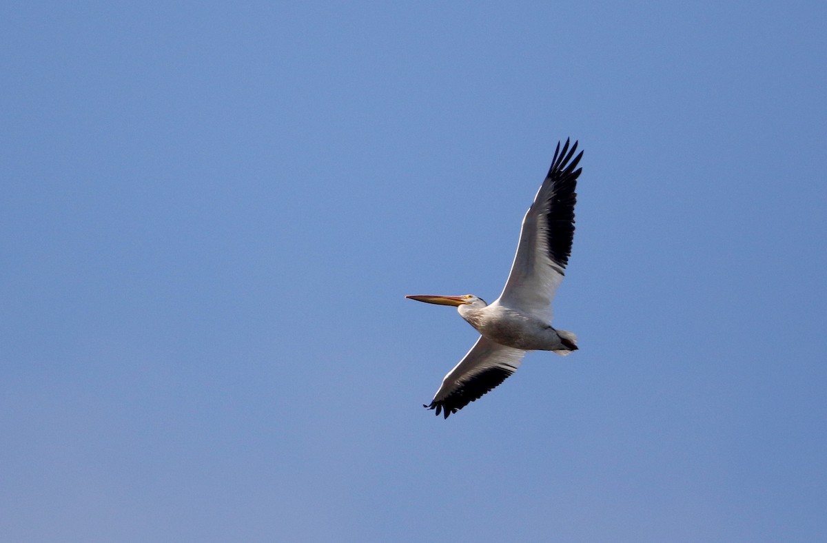 American White Pelican - Jay McGowan