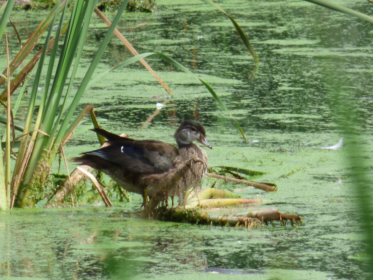 Wood Duck - C Douglas