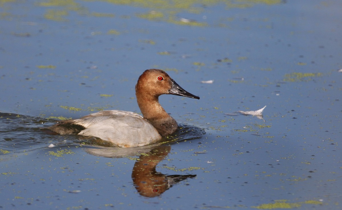 Canvasback - Jay McGowan