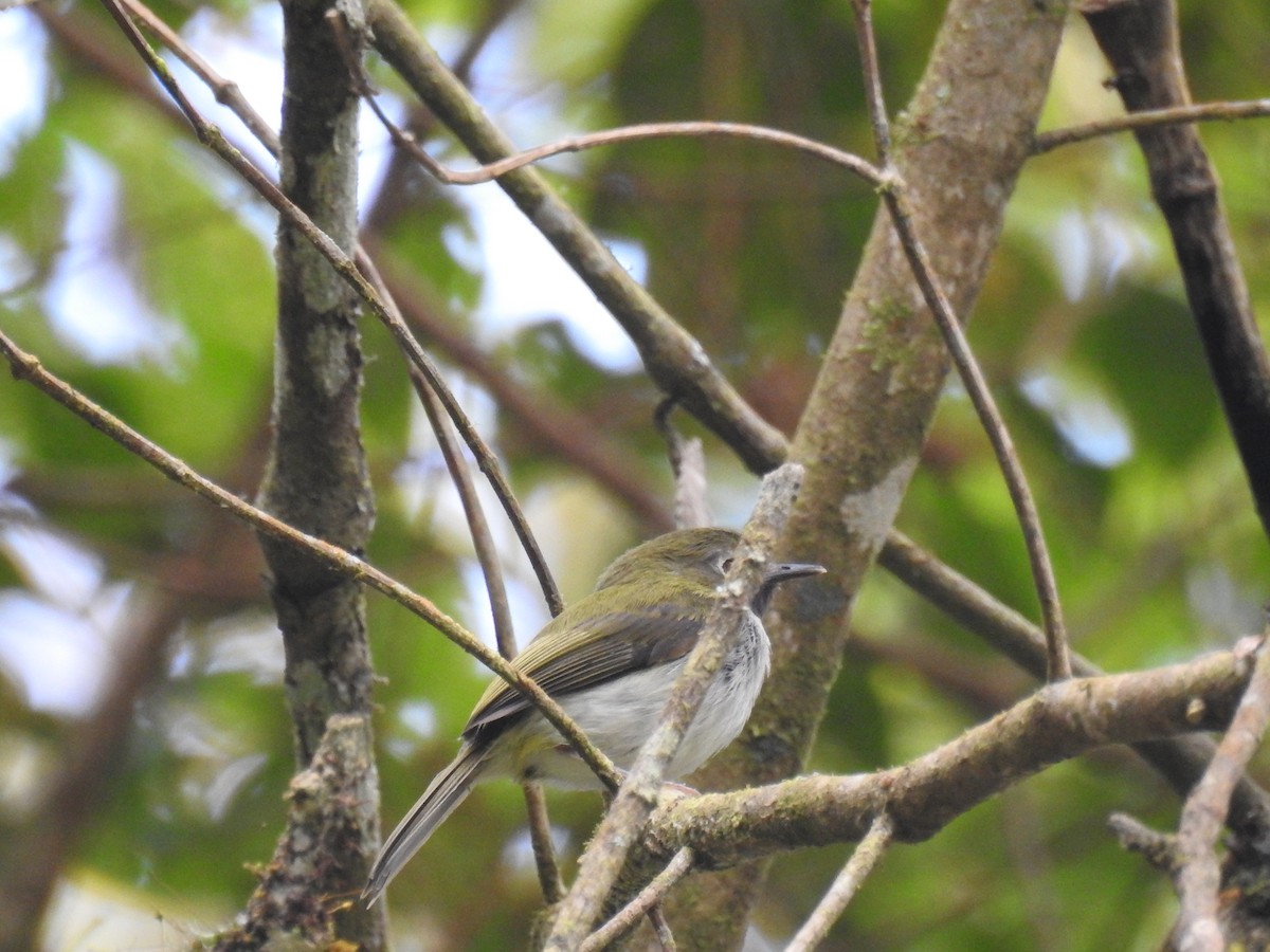 Black-throated Tody-Tyrant - Luis Rodriguez