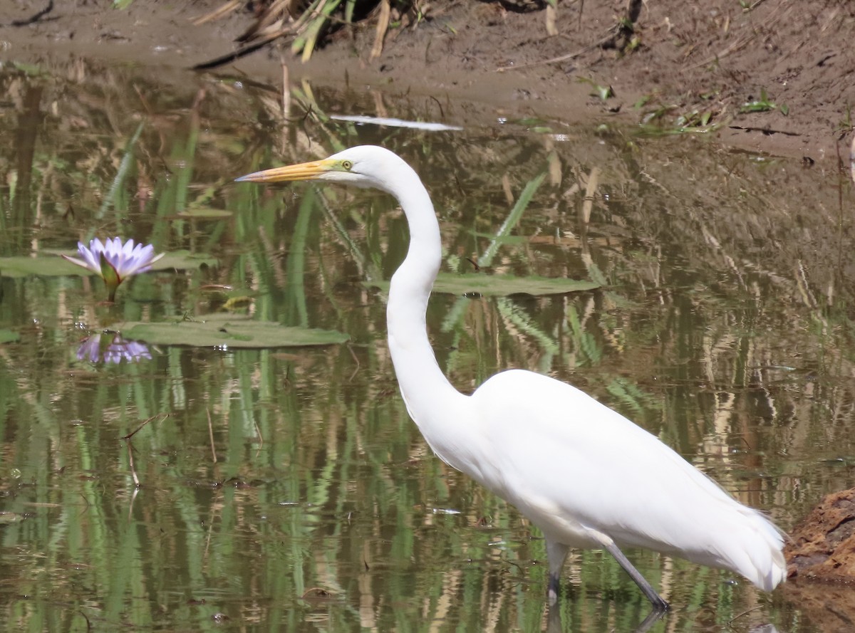 Great Egret - ML174046821