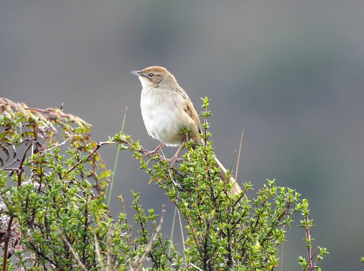 Papuan Grassbird - Todd Deininger