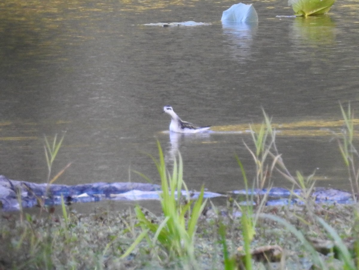 Red-necked Phalarope - ML174058061