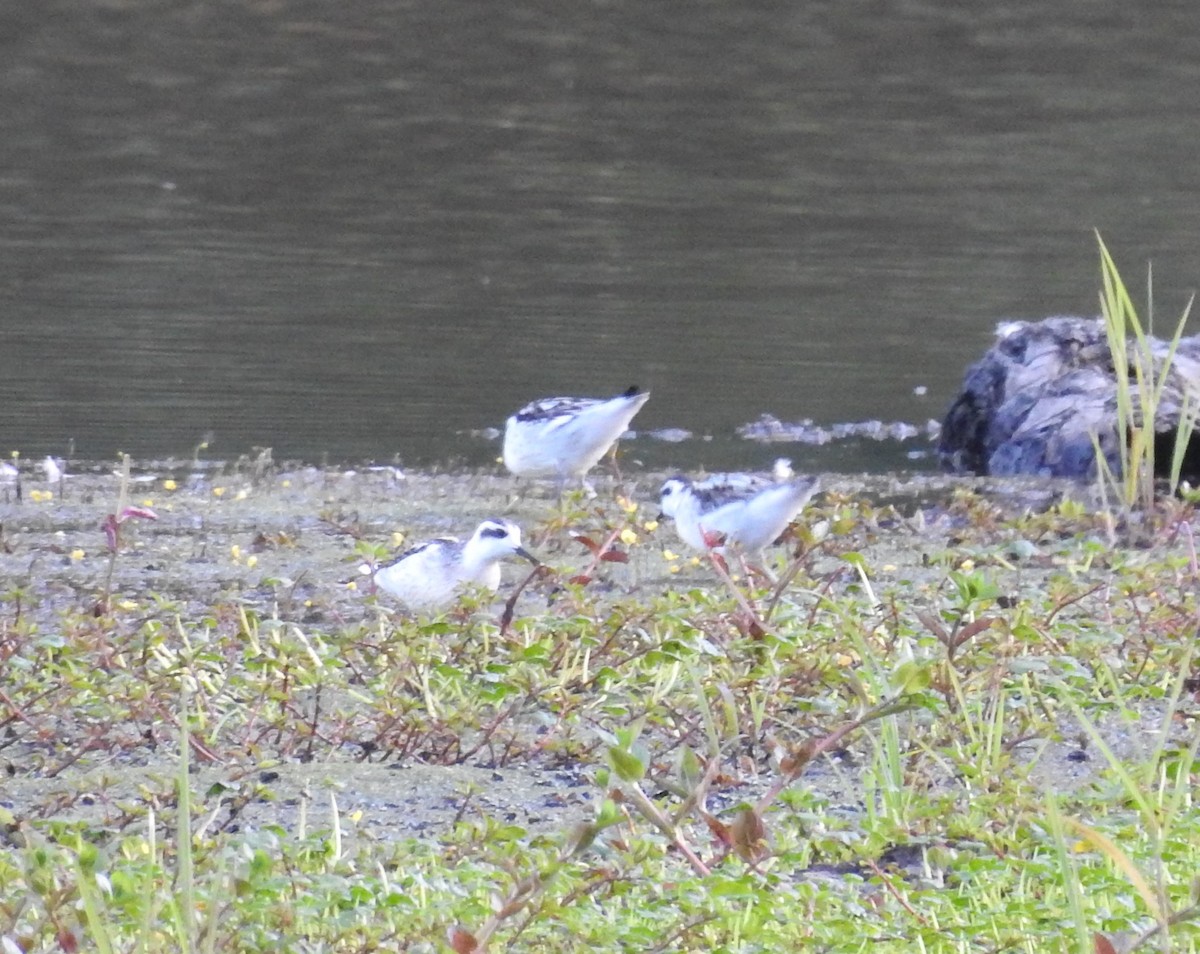 Phalarope à bec étroit - ML174058071