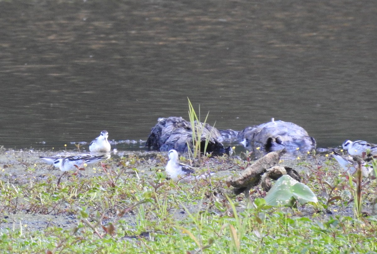 svømmesnipe - ML174058081