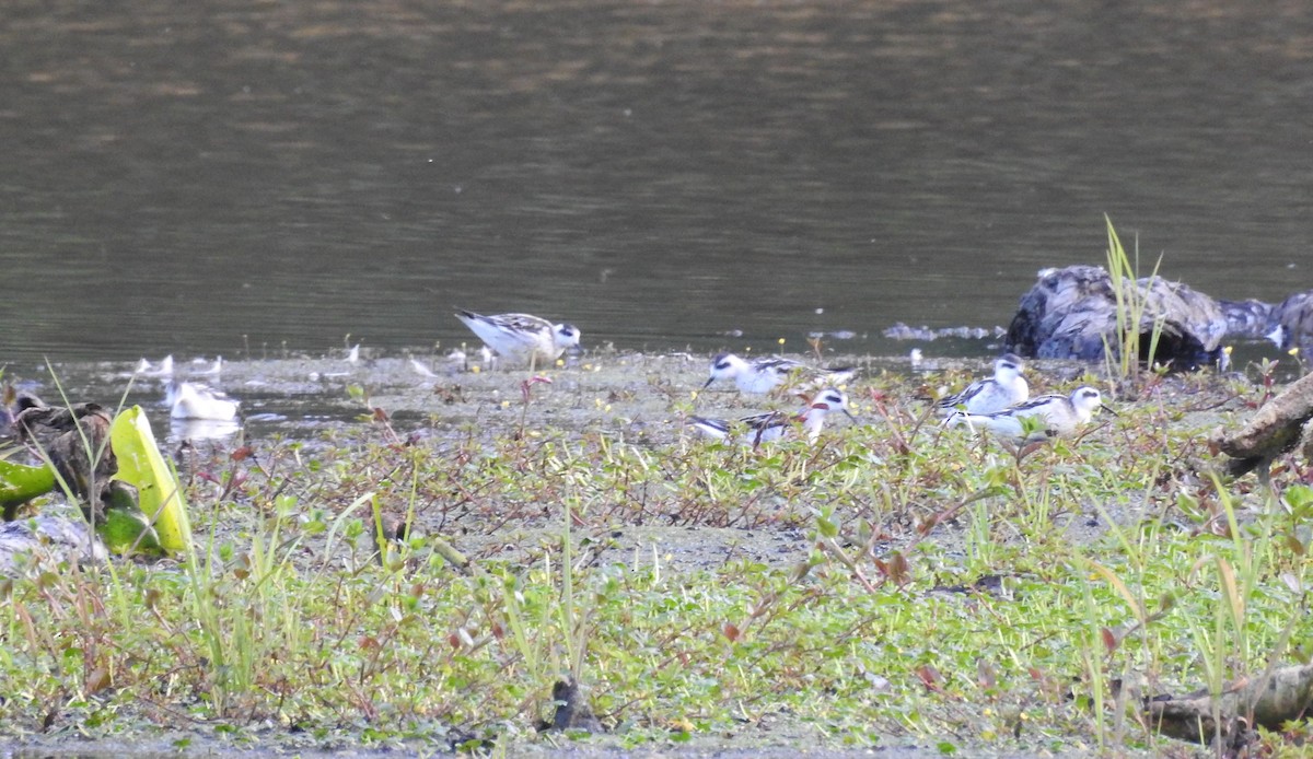 Phalarope à bec étroit - ML174058091