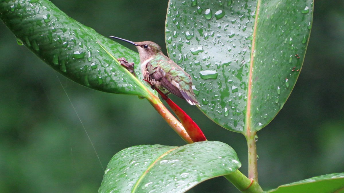 Ruby-throated Hummingbird - ML174064651