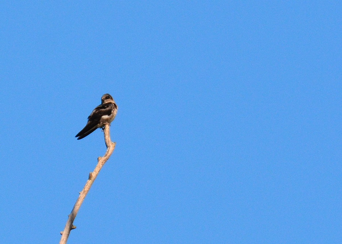 Bank Swallow - ML174065101