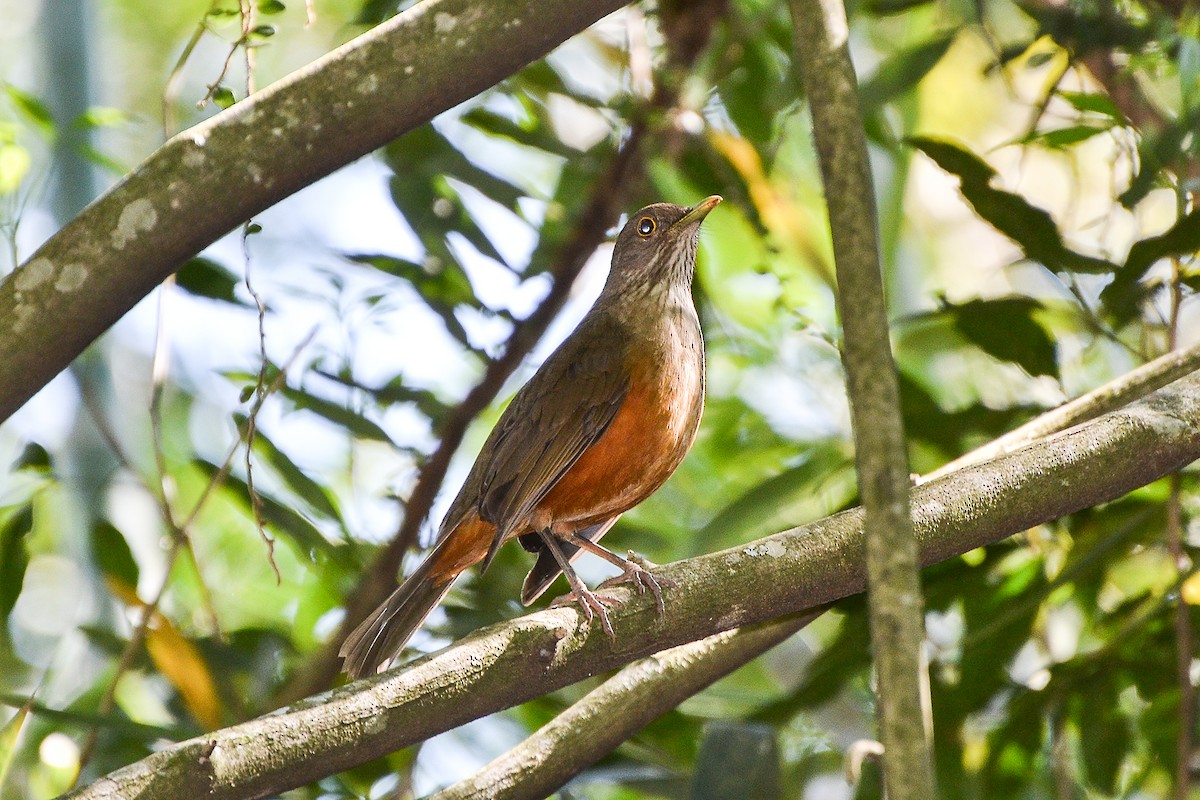 Rufous-bellied Thrush - ML174067591