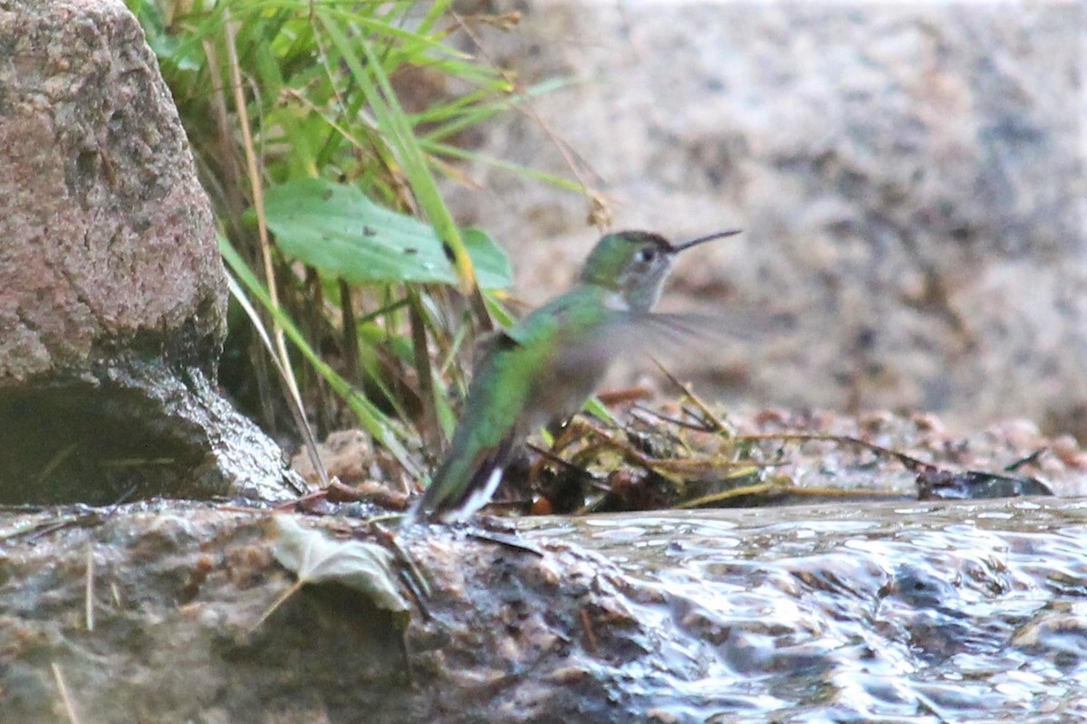 Broad-tailed Hummingbird - ML174068691