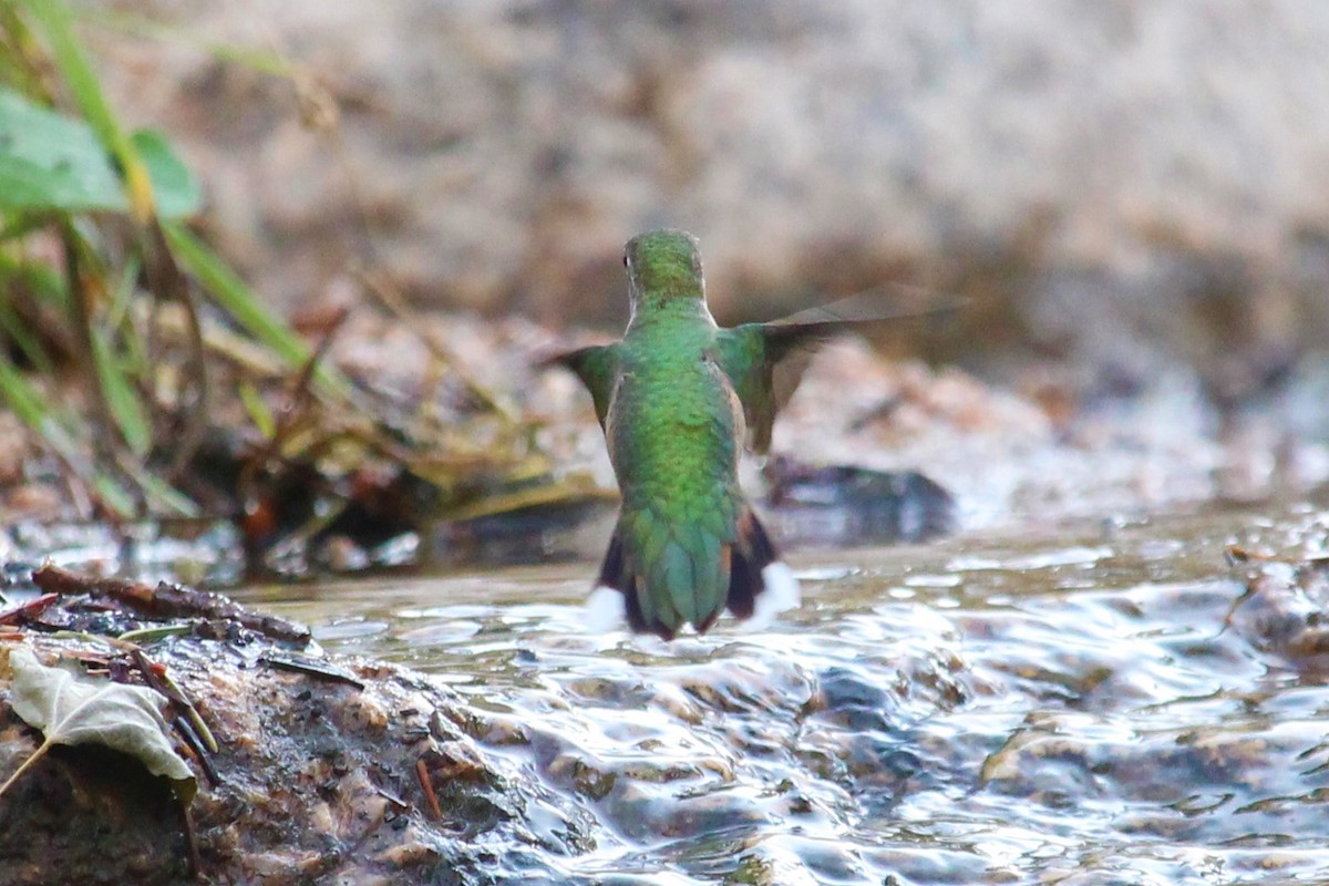 Broad-tailed Hummingbird - ML174068701