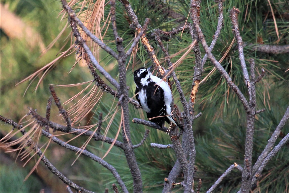 Hairy Woodpecker - ML174068851