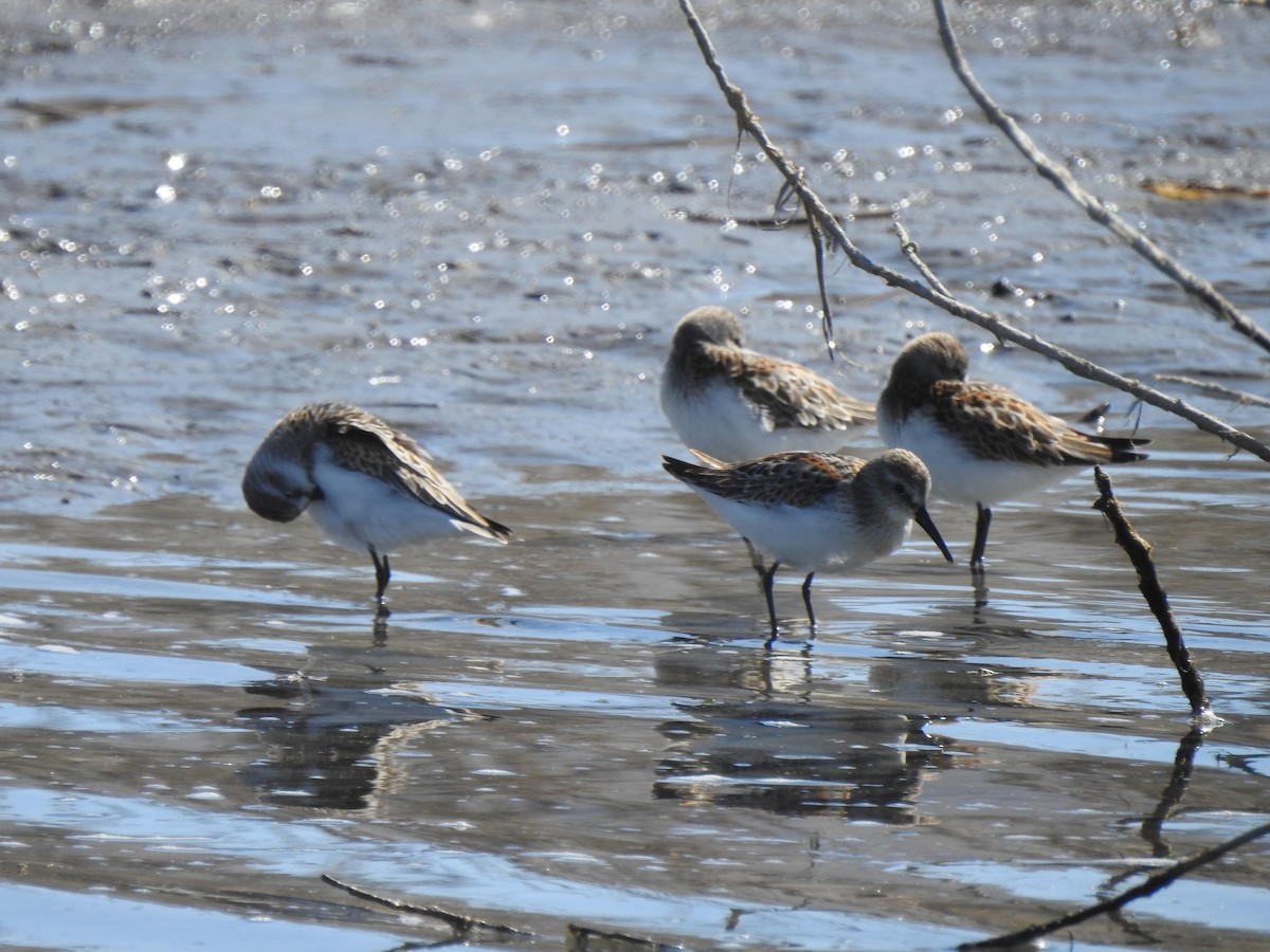 Bergstrandläufer - ML174070101