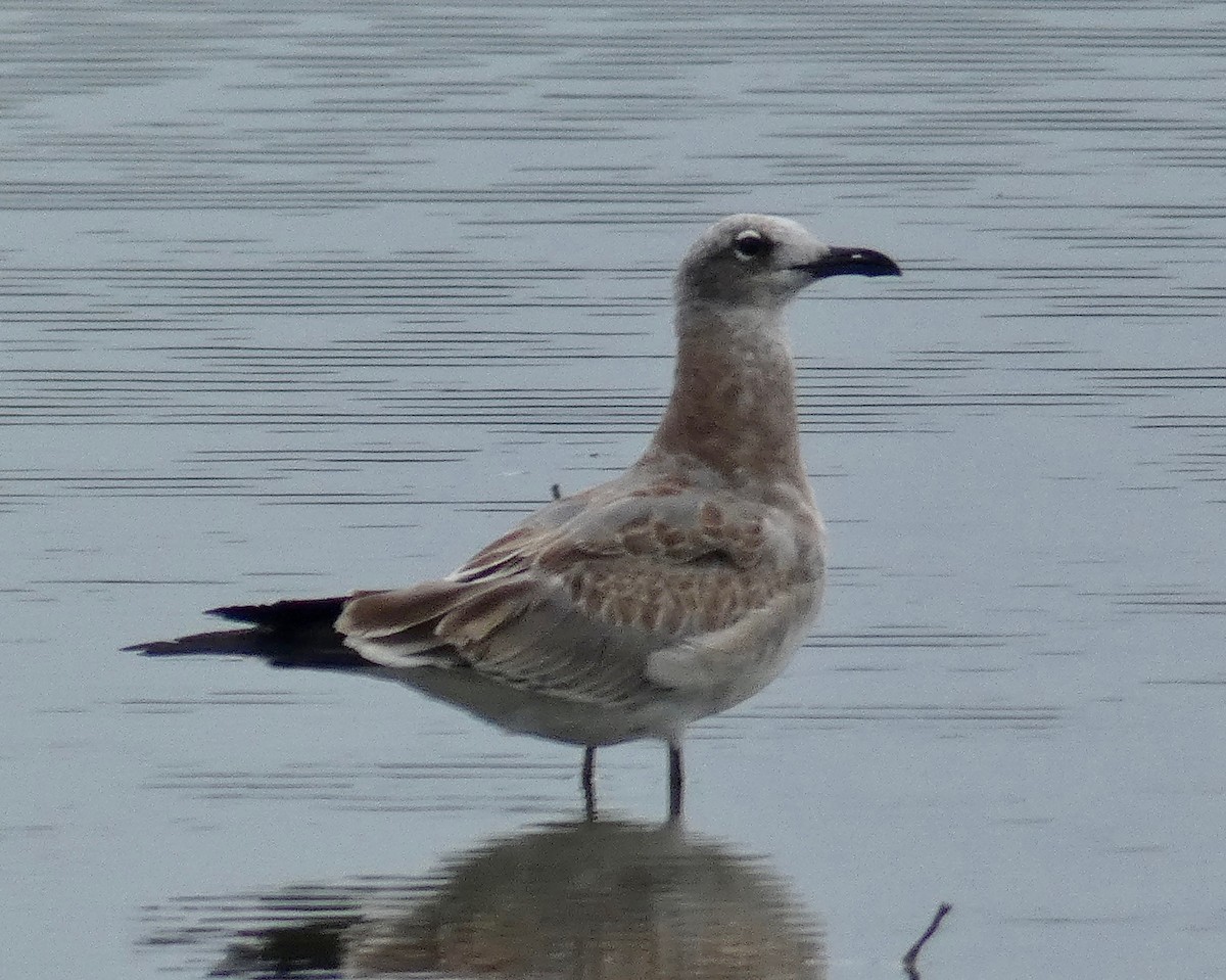 Laughing Gull - ML174073861