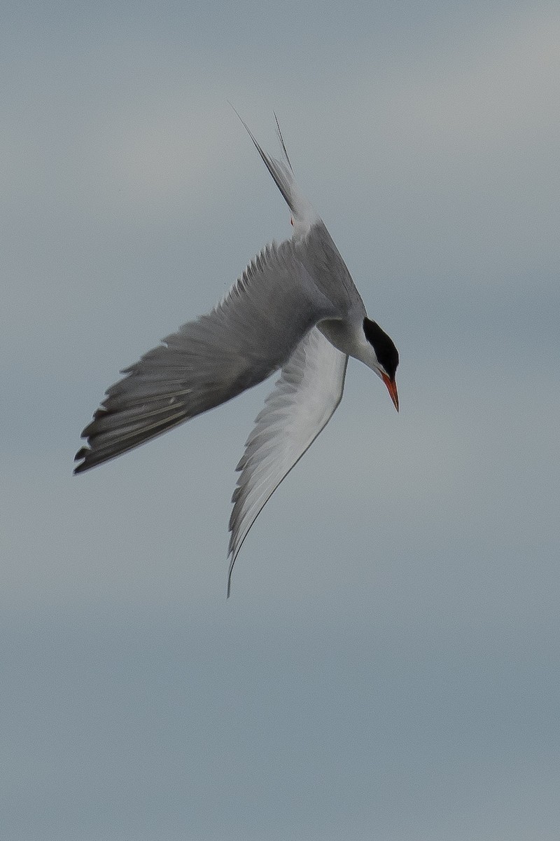Common Tern - Gerry Gerich
