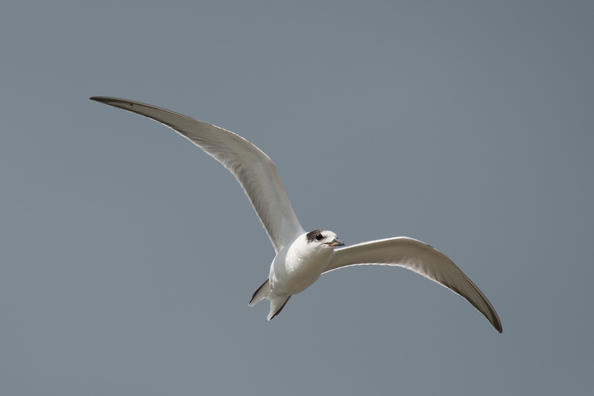 Common Tern - Gerry Gerich