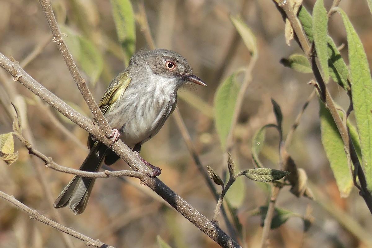 Pearly-vented Tody-Tyrant - ML174077901