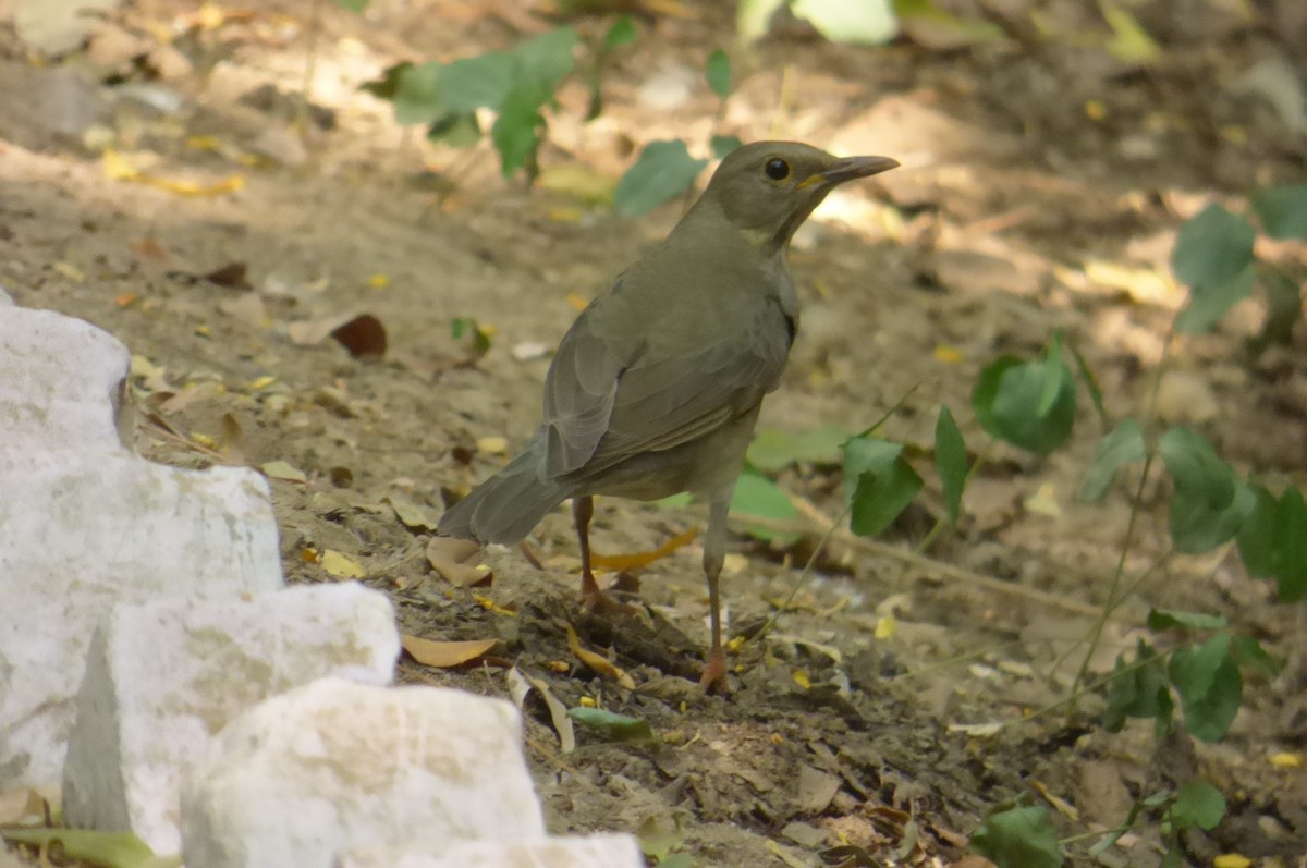 Tickell's Thrush - ML174079441