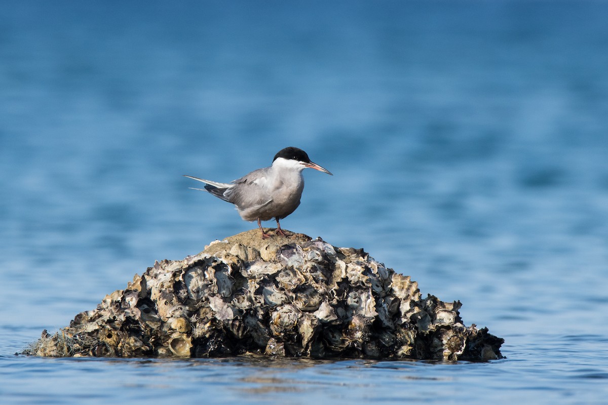 White-cheeked Tern - Uri Stoffman