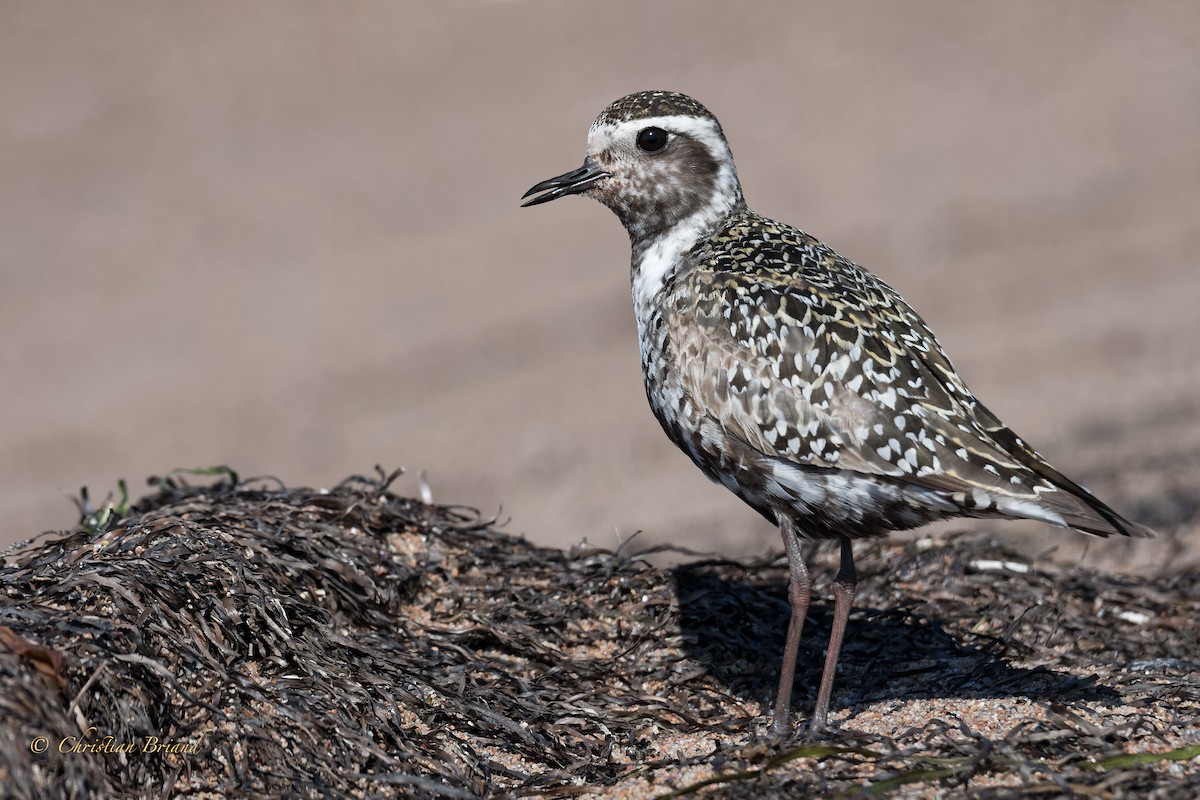 American Golden-Plover - Christian Briand