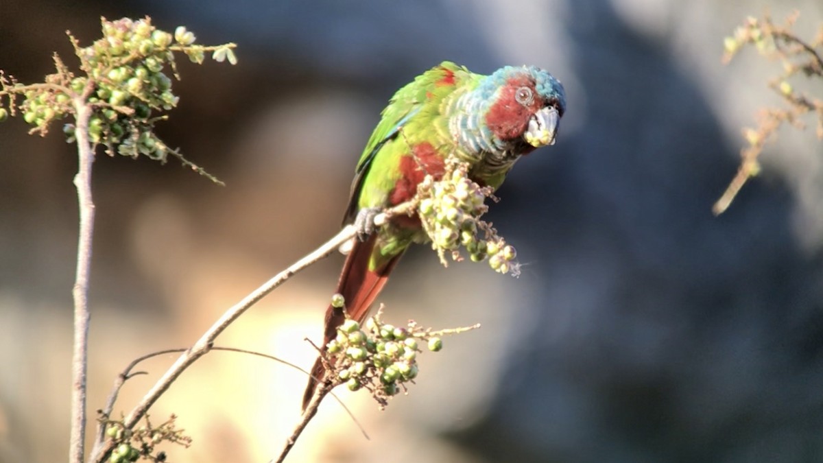 Pfrimer's Parakeet - ML174086041