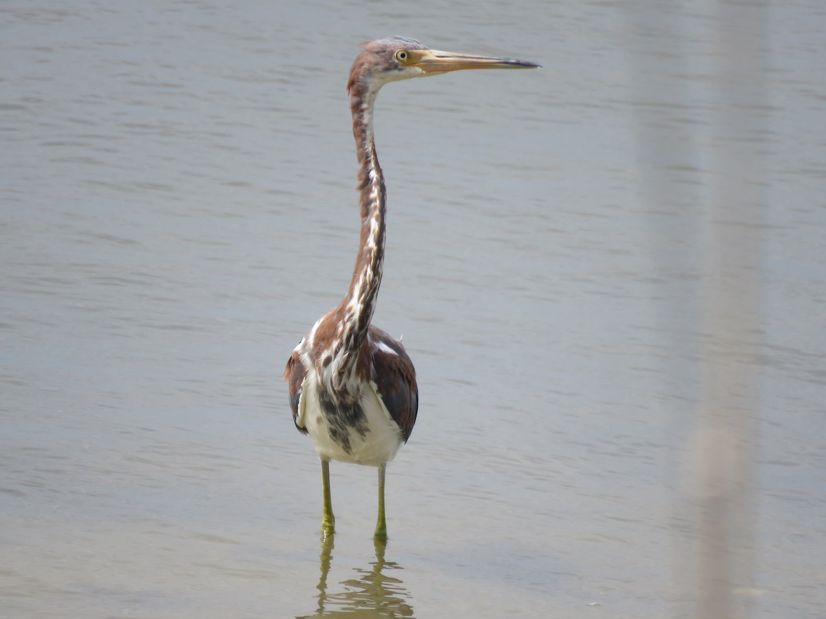 Tricolored Heron - Keith Leonard